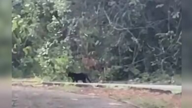 Batalhão Ambiental Intervém Após Avistamento de Onça-Preta na Ermida Dom Bosco