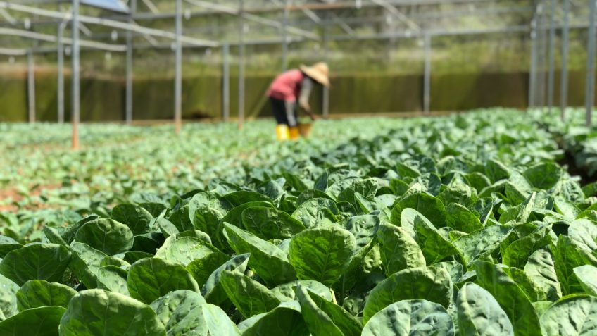 Dívida do Agronegócio em Recuperação Extrajudicial Alcançará R$ 98 Bilhões em 2026