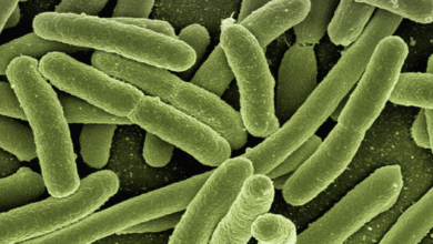 Hidrogel Brasileiro Combate Superbactérias com Nova Fórmula Inovadora