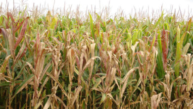 Impacto da Cigarrinha-do-Milho: Prejuízo de US$ 25,8 Bilhões em Apenas 4 Anos