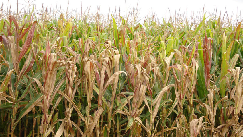 Impacto da Cigarrinha-do-Milho: Prejuízo de US$ 25,8 Bilhões em Apenas 4 Anos