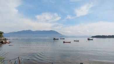 Melhores Locais para Saborear Ostras em Florianópolis: Um Guia Completo do Ribeirão da Ilha