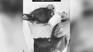 Pit Bull Esfaqueada e Abandonada em Lixão Não Sobrevive