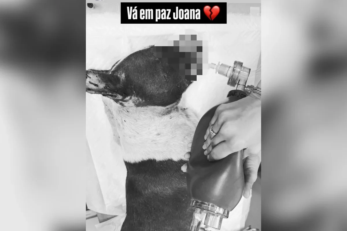 Pit Bull Esfaqueada e Abandonada em Lixão Não Sobrevive